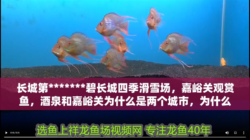 長城第*******碧長城四季滑雪場，嘉峪關(guān)觀賞魚，酒泉和嘉峪關(guān)為什么是兩個(gè)城市，為什么是兩個(gè)城市