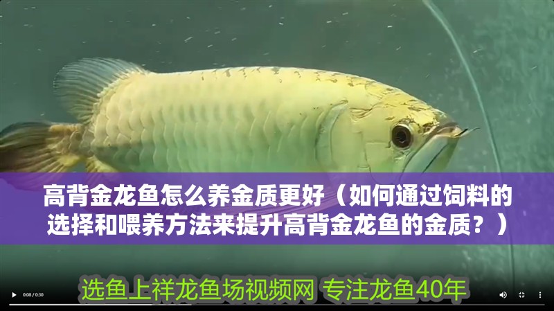 高背金龍魚怎么養(yǎng)金質(zhì)更好（如何通過飼料的選擇和喂養(yǎng)方法來提升高背金龍魚的金質(zhì)？）