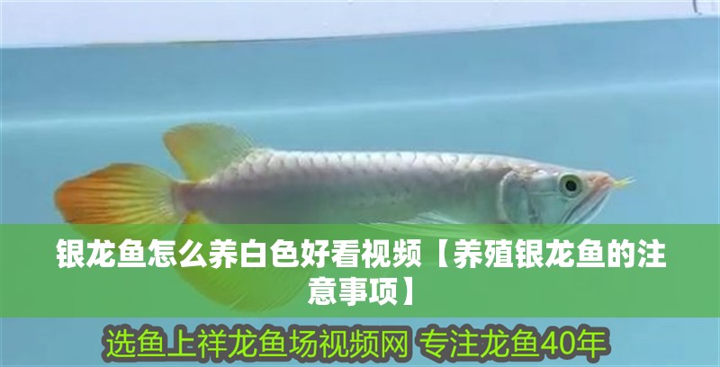 銀龍魚怎么養(yǎng)白色好看視頻【養(yǎng)殖銀龍魚的注意事項】