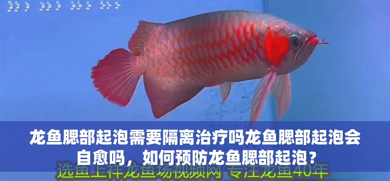 龍魚腮部起泡需要隔離治療嗎龍魚腮部起泡會自愈嗎，如何預(yù)防龍魚腮部起泡？