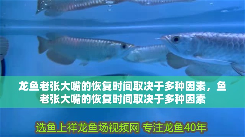 龍魚老張大嘴的恢復(fù)時間取決于多種因素，魚老張大嘴的恢復(fù)時間取決于多種因素