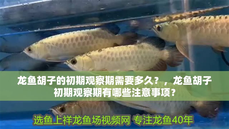 龍魚胡子的初期觀察期需要多久？，龍魚胡子初期觀察期有哪些注意事項？