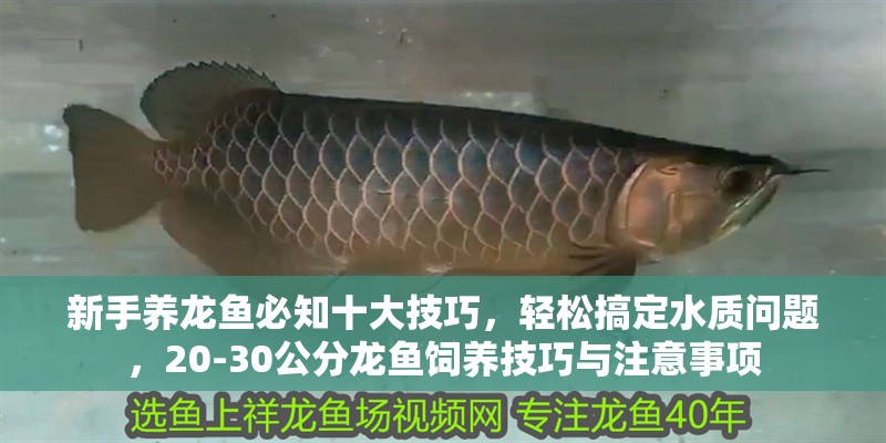 新手養龍魚必知十大技巧，輕松搞定水質問題，20-30公分龍魚飼養技巧與注意事項