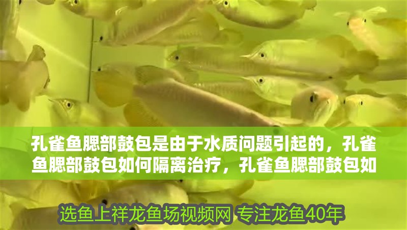 孔雀魚腮部鼓包是由于水質問題引起的，孔雀魚腮部鼓包如何隔離治療，孔雀魚腮部鼓包如何隔離治療