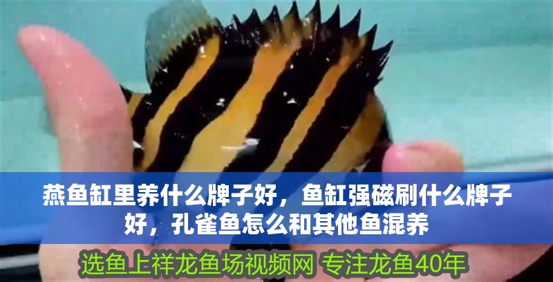 燕魚缸里養(yǎng)什么牌子好，魚缸強(qiáng)磁刷什么牌子好，孔雀魚怎么和其他魚混養(yǎng)