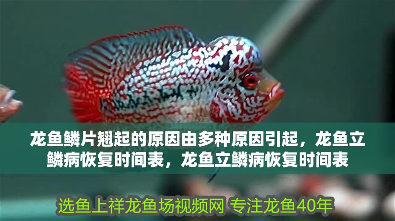 龍魚鱗片翹起的原因由多種原因引起，龍魚立鱗病恢復(fù)時間表，龍魚立鱗病恢復(fù)時間表