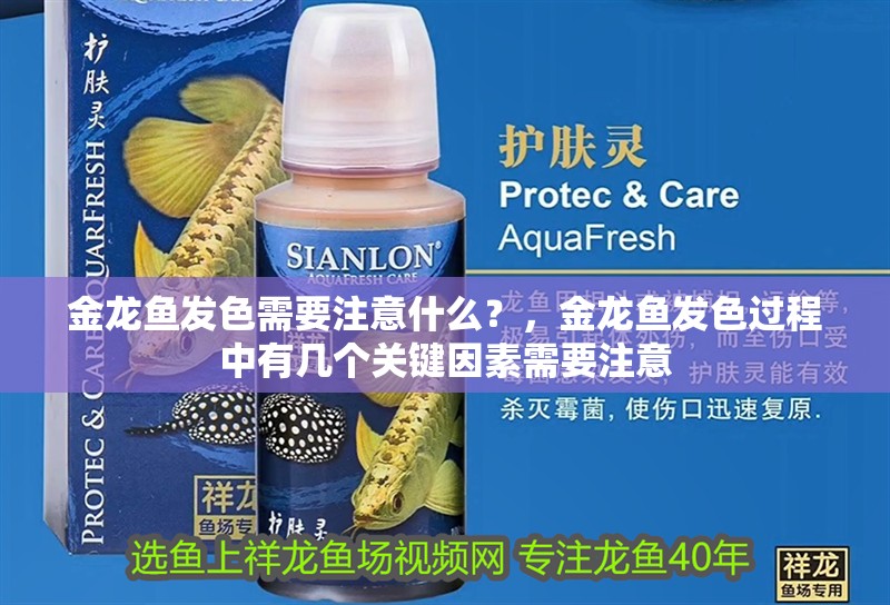 金龍魚發色需要注意什么？，金龍魚發色過程中有幾個關鍵因素需要注意