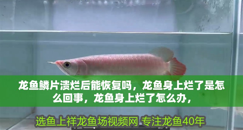 龍魚鱗片潰爛后能恢復嗎，龍魚身上爛了是怎么回事，龍魚身上爛了怎么辦，