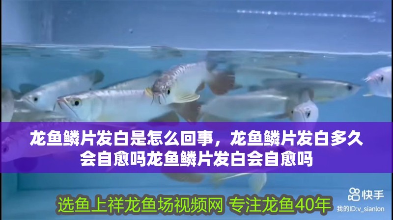 龍魚鱗片發白是怎么回事，龍魚鱗片發白多久會自愈嗎龍魚鱗片發白會自愈嗎