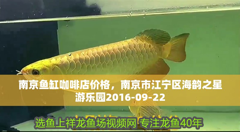 南京魚缸咖啡店價格，南京市江寧區海韻之星游樂園2016-09-22