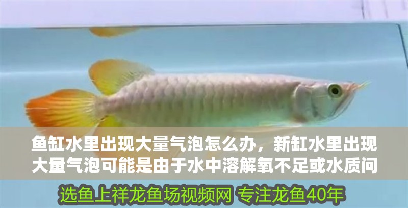 魚缸水里出現大量氣泡怎么辦，新缸水里出現大量氣泡可能是由于水中溶解氧不足或水質問題導致的