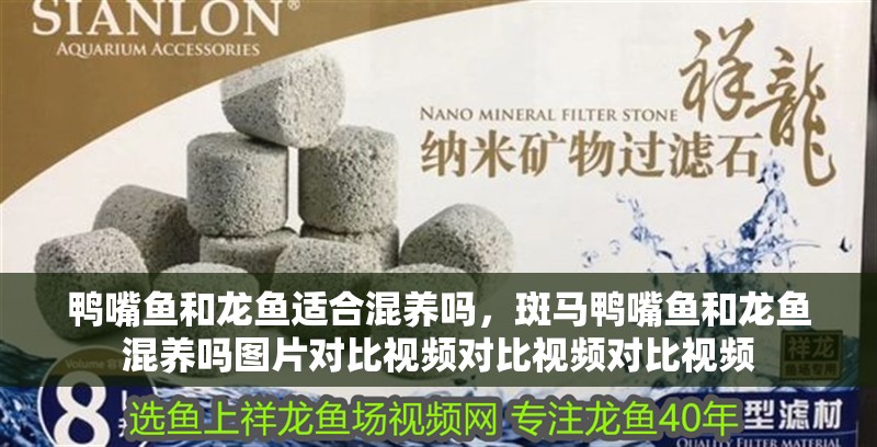 鴨嘴魚和龍魚適合混養(yǎng)嗎，斑馬鴨嘴魚和龍魚混養(yǎng)嗎圖片對比視頻對比視頻對比視頻