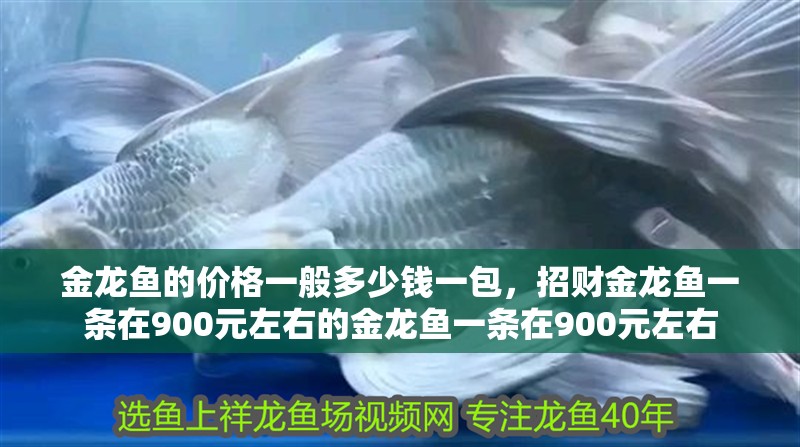 金龍魚的價格一般多少錢一包，招財金龍魚一條在900元左右的金龍魚一條在900元左右