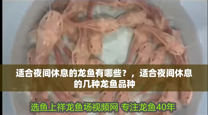 適合夜間休息的龍魚有哪些？，適合夜間休息的幾種龍魚品種