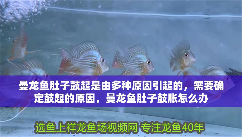 曼龍魚肚子鼓起是由多種原因引起的，需要確定鼓起的原因，曼龍魚肚子鼓脹怎么辦