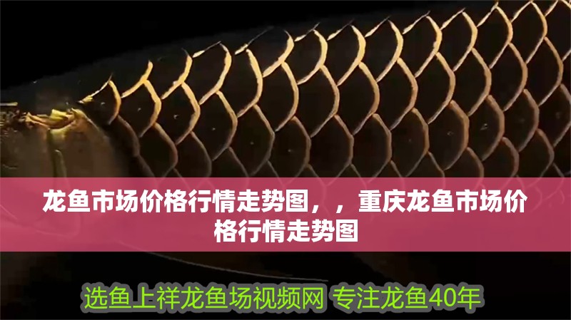 龍魚市場價格行情走勢圖，，重慶龍魚市場價格行情走勢圖