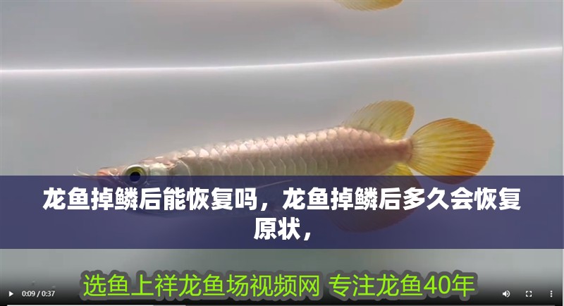 龍魚掉鱗后能恢復嗎，龍魚掉鱗后多久會恢復原狀，