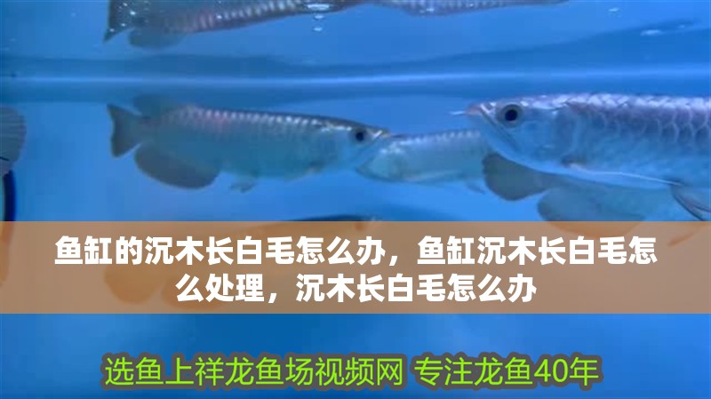 魚缸的沉木長白毛怎么辦，魚缸沉木長白毛怎么處理，沉木長白毛怎么辦