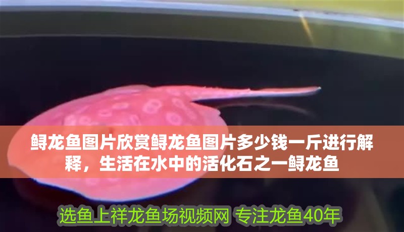 鱘龍魚(yú)圖片欣賞鱘龍魚(yú)圖片多少錢(qián)一斤進(jìn)行解釋?zhuān)钤谒械幕罨击\龍魚(yú)