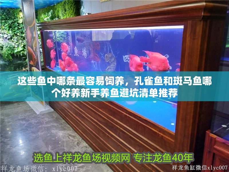 這些魚中哪條最容易飼養，孔雀魚和斑馬魚哪個好養新手養魚避坑清單推薦