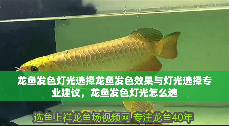 龍魚(yú)發(fā)色燈光選擇龍魚(yú)發(fā)色效果與燈光選擇專業(yè)建議，龍魚(yú)發(fā)色燈光怎么選