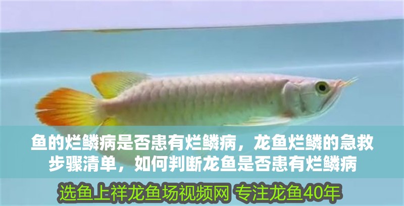 魚的爛鱗病是否患有爛鱗病，龍魚爛鱗的急救步驟清單，如何判斷龍魚是否患有爛鱗病