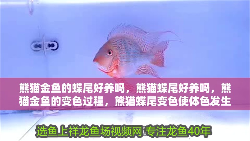 熊貓金魚的蝶尾好養(yǎng)嗎，熊貓蝶尾好養(yǎng)嗎，熊貓金魚的變色過程，熊貓蝶尾變色使體色發(fā)生改變
