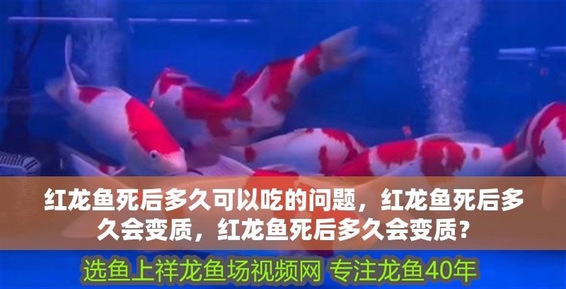 紅龍魚死后多久可以吃的問題，紅龍魚死后多久會變質(zhì)，紅龍魚死后多久會變質(zhì)？