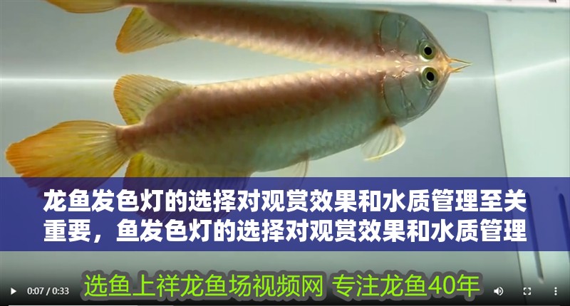龍魚發色燈的選擇對觀賞效果和水質管理至關重要，魚發色燈的選擇對觀賞效果和水質管理至關重要