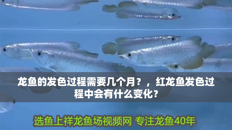 龍魚的發色過程需要幾個月？，紅龍魚發色過程中會有什么變化？