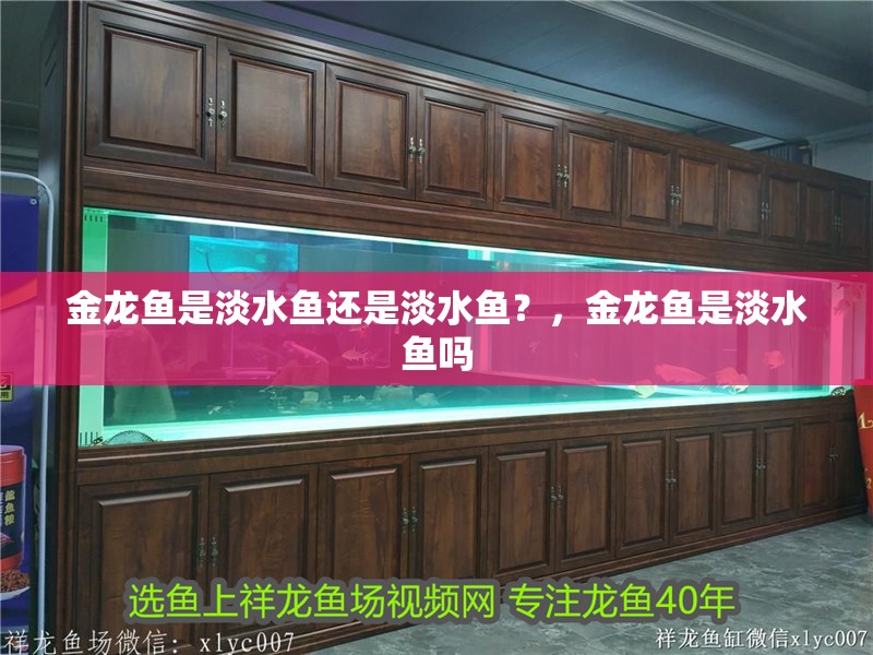 金龍魚是淡水魚還是淡水魚？，金龍魚是淡水魚嗎