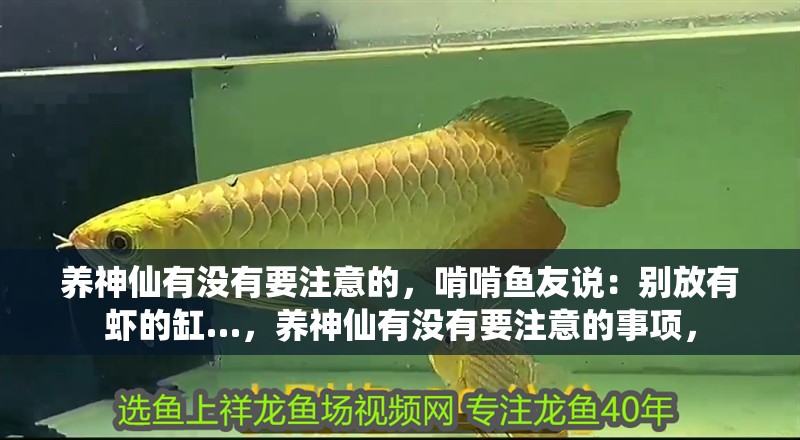 養(yǎng)神仙有沒有要注意的，啃啃魚友說：別放有蝦的缸…，養(yǎng)神仙有沒有要注意的事項，