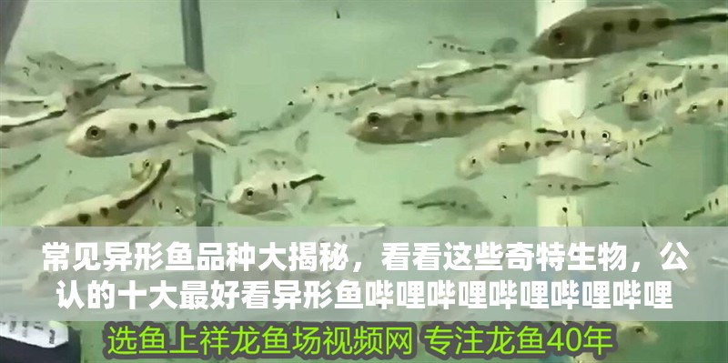 常見異形魚品種大揭秘，看看這些奇特生物，公認的十大最好看異形魚嗶哩嗶哩嗶哩嗶哩嗶哩嗶哩大揭秘