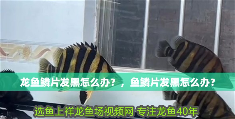 龍魚鱗片發(fā)黑怎么辦？，魚鱗片發(fā)黑怎么辦？