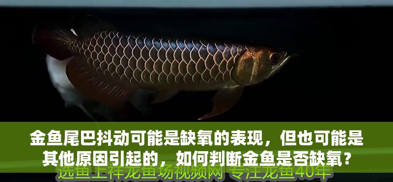 金魚尾巴抖動可能是缺氧的表現(xiàn)，但也可能是其他原因引起的，如何判斷金魚是否缺氧？