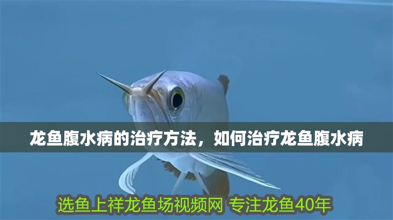 龍魚腹水病的治療方法，如何治療龍魚腹水病
