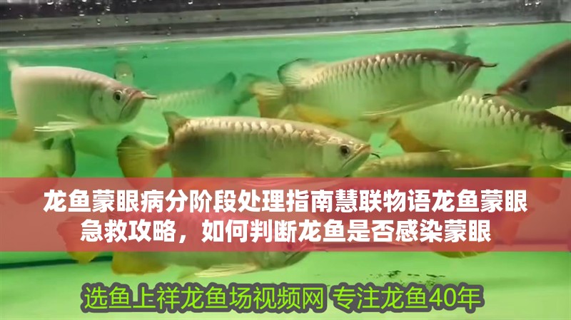 龍魚蒙眼病分階段處理指南慧聯(lián)物語龍魚蒙眼急救攻略，如何判斷龍魚是否感染蒙眼