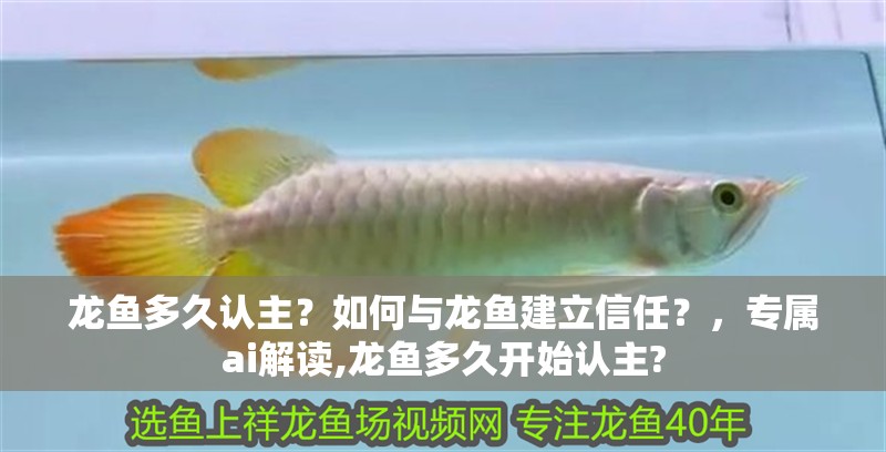 龍魚多久認主？如何與龍魚建立信任？，專屬ai解讀,龍魚多久開始認主?