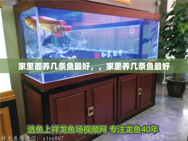 家里面養(yǎng)幾條魚最好，，家里養(yǎng)幾條魚最好