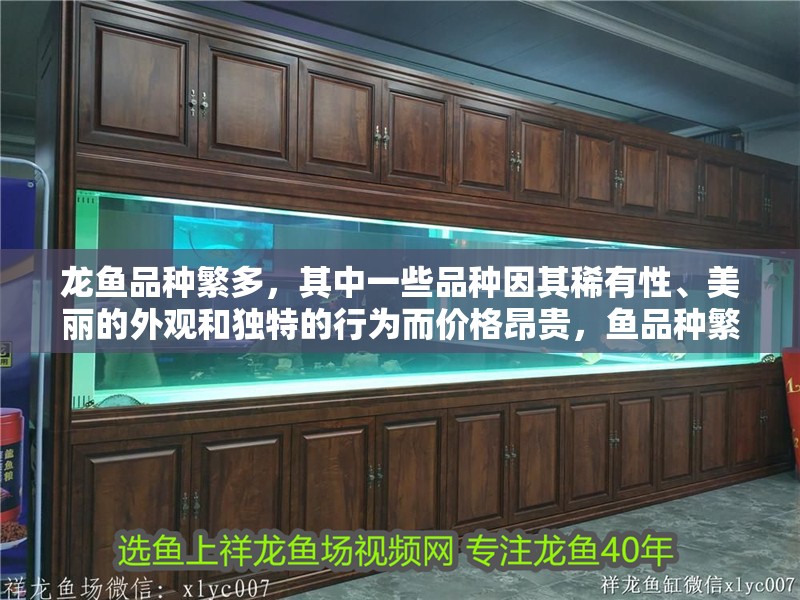 龍魚品種繁多，其中一些品種因其稀有性、美麗的外觀和獨特的行為而價格昂貴，魚品種繁多，其中一些品種因其稀有性、美麗的外觀和獨特的行為而價格昂貴