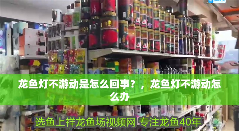 龍魚燈不游動是怎么回事？，龍魚燈不游動怎么辦