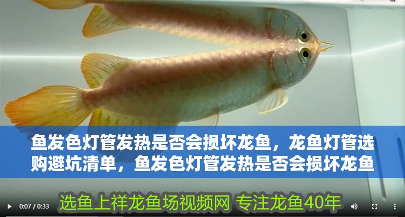 魚發色燈管發熱是否會損壞龍魚，龍魚燈管選購避坑清單，魚發色燈管發熱是否會損壞龍魚