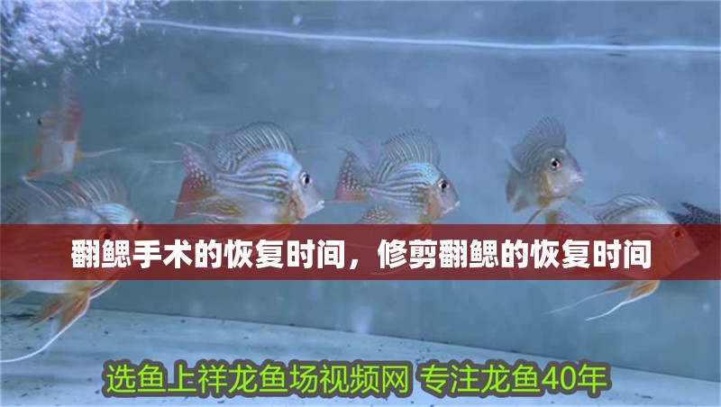 翻鰓手術(shù)的恢復(fù)時(shí)間，修剪翻鰓的恢復(fù)時(shí)間
