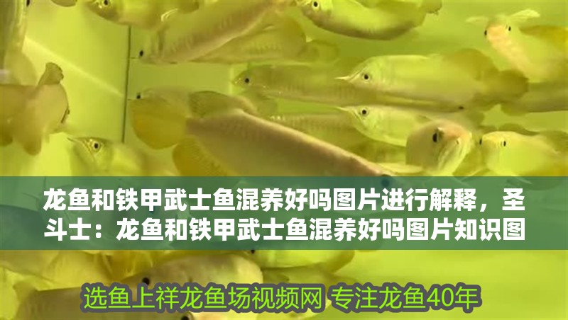 龍魚和鐵甲武士魚混養好嗎圖片進行解釋，圣斗士：龍魚和鐵甲武士魚混養好嗎圖片知識圖片解析