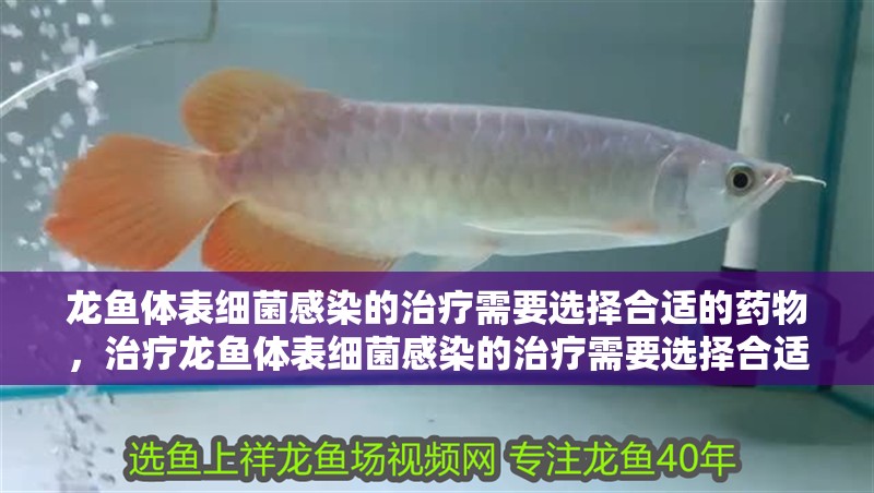 龍魚體表細菌感染的治療需要選擇合適的藥物，治療龍魚體表細菌感染的治療需要選擇合適的藥物
