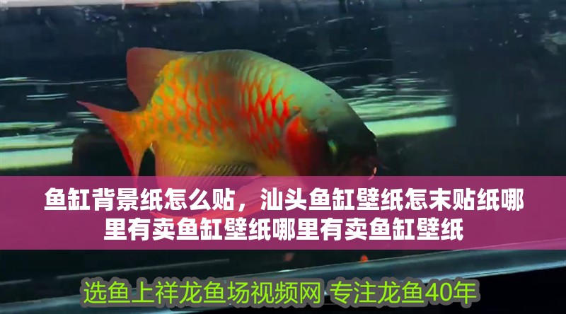 魚缸背景紙怎么貼，汕頭魚缸壁紙怎末貼紙哪里有賣魚缸壁紙哪里有賣魚缸壁紙