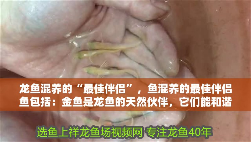 龍魚混養的“最佳伴侶”，魚混養的最佳伴侶魚包括：金魚是龍魚的天然伙伴，它們能和諧相處