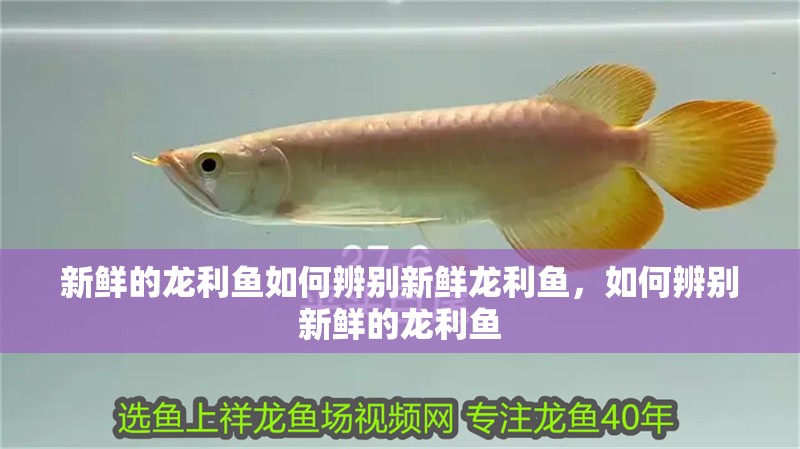 新鮮的龍利魚如何辨別新鮮龍利魚，如何辨別新鮮的龍利魚