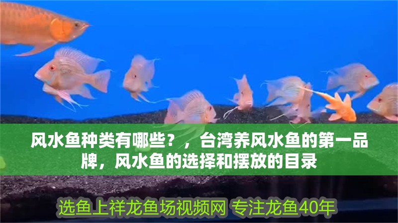 風水魚種類有哪些？，臺灣養風水魚的第一品牌，風水魚的選擇和擺放的目錄