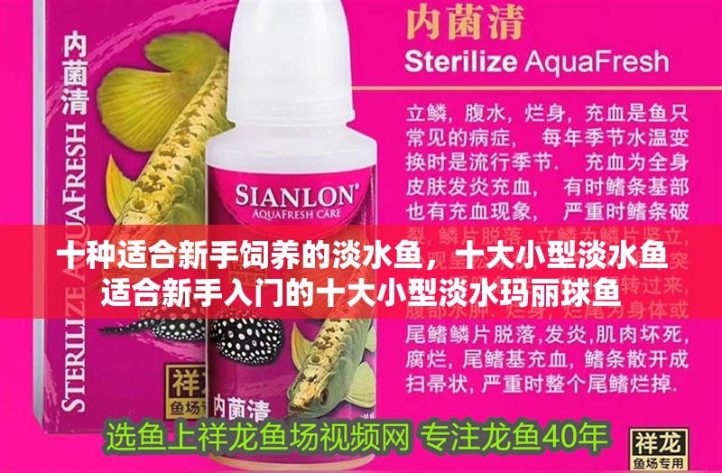 十種適合新手飼養的淡水魚，十大小型淡水魚適合新手入門的十大小型淡水瑪麗球魚